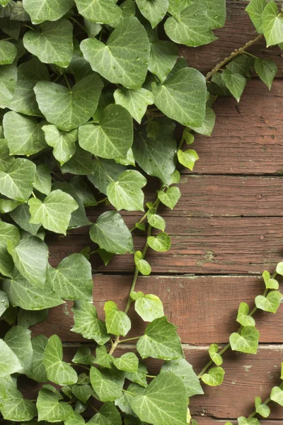 Ivy with drops — Stock fotografie