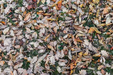 Sonbahar Yaprakları