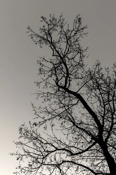 Černý strom — Stock fotografie
