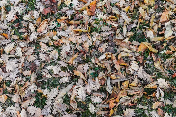 Sonbahar Yaprakları