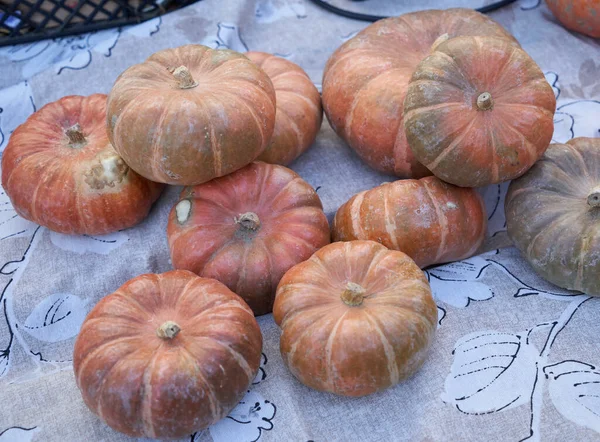 Bir pazar masasına yerleştirilmiş organik yadigâr balkabakları bölgesel gıda geleneklerini, sonbahar tatlarını ve otantik seyahat deneyimlerini ön plana çıkarıyor.