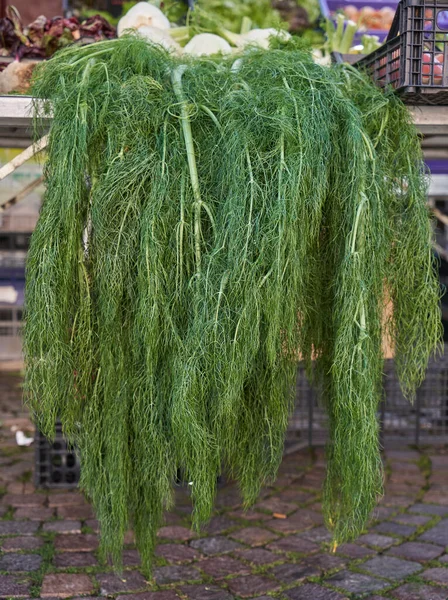 İtalyan açık hava pazarında sergilenen yemyeşil rezene yaprakları yerel gıda geleneklerini ve otantik seyahat deneyimlerini yansıtıyor.