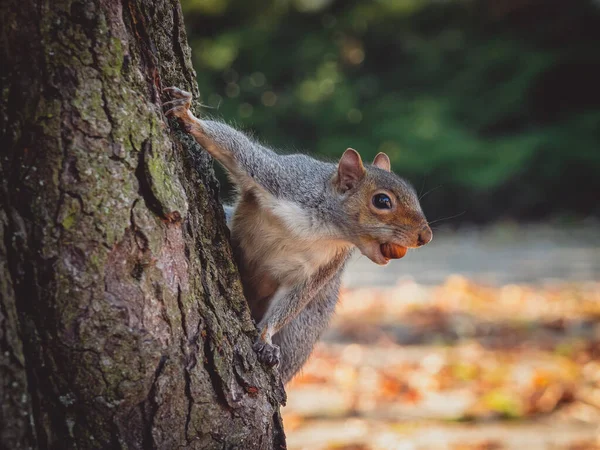 Ανατολικός Γκρίζος Σκίουρος Sciurus Carolinensis Γνωστός Και Γκρίζος Σκίουρος Είναι — Φωτογραφία Αρχείου