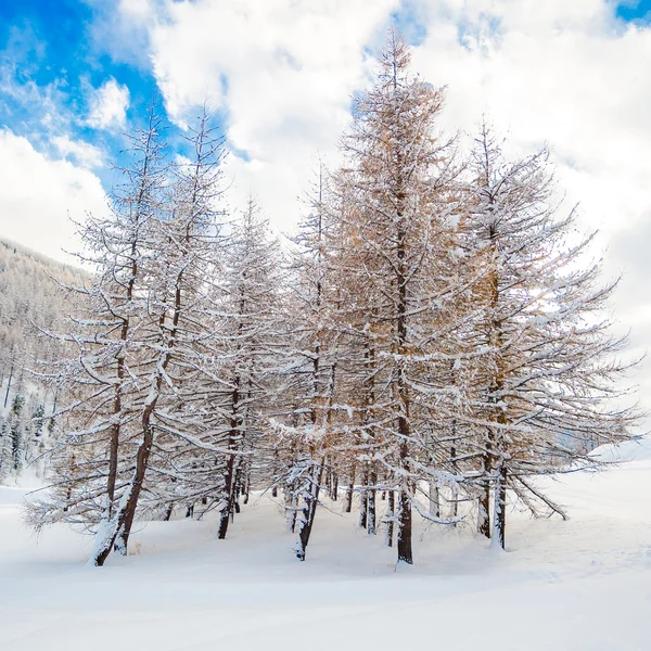 Árvores com neve e céu azul — Fotografia de Stock