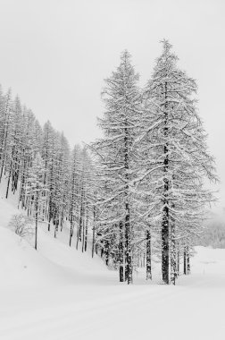 Snowy orman bulutlu gün siyah ve beyaz