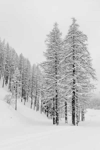 雪に覆われた森の黒と白曇りの日 — ストック写真