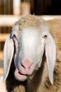 Alp bir koyun portresi