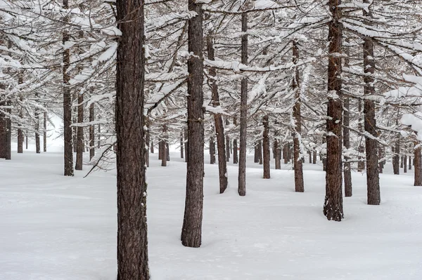 Verschneite Waldbäume — Stockfoto