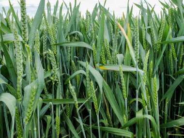 Alan genç yeşil buğday kulak