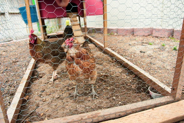 Small Backyard Chicken Coop Provides Eggs Family — Stock Photo, Image