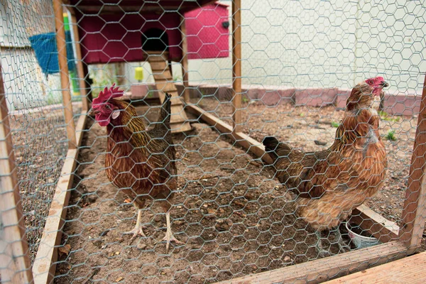Small Backyard Chicken Coop Provides Eggs Family — Stock Photo, Image