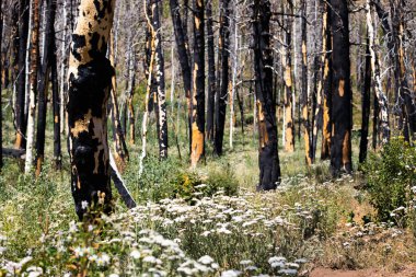 Dağ Yangını 'ndan kurtulan dağ yaraları, yanmış ağaç kalıntıları.