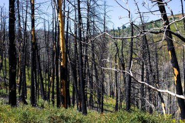 Dağ Yangını 'ndan kurtulan dağ yaraları, yanmış ağaç kalıntıları.
