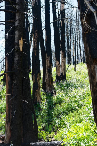 Montaña Recuperándose Incendios Forestales Restos Quemados Árboles — Foto de Stock