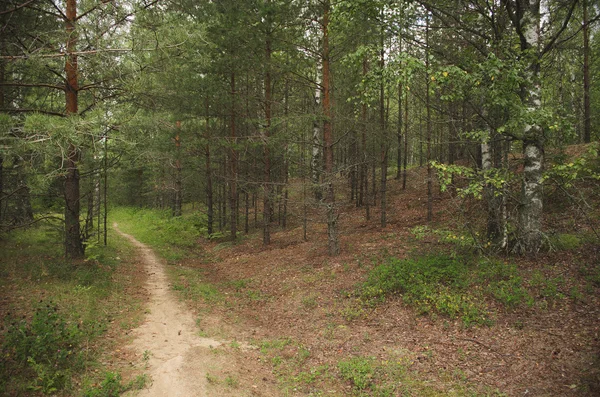 La strada nel bosco — Foto Stock