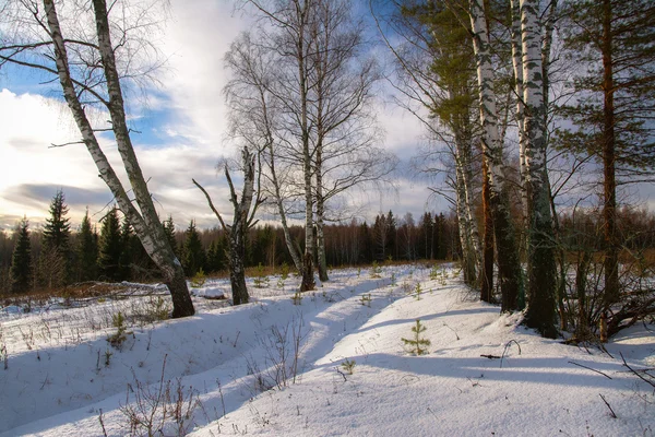 Aangename winterdag — Stockfoto