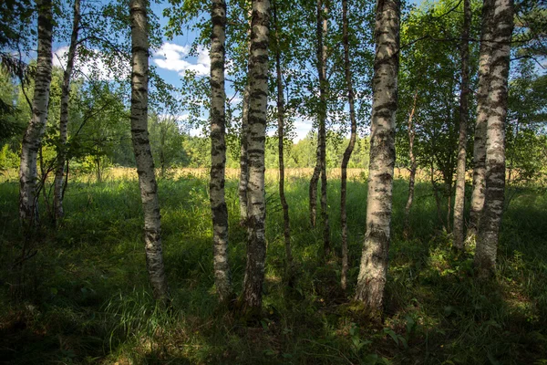 Bir orman gölgesinde — Stok fotoğraf