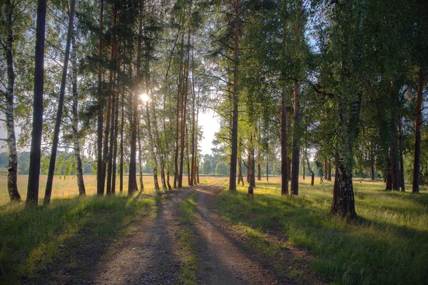 Paisagem florestal na noite solar de verão — Fotografia de Stock