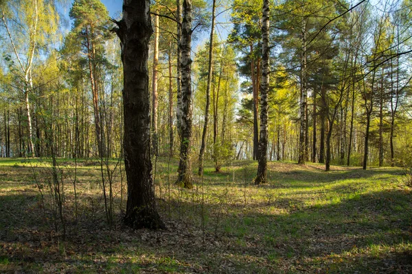 Spring wood — Stock Photo, Image