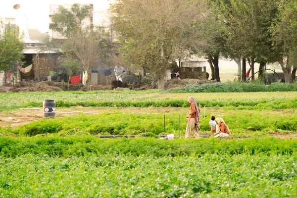 빨간 색옷을 입은 숙녀들이 푸른 농장의 흙탕물 속을 걷고 있습니다. 안개 속에서 먼 곳에서 나무들이 시들어 가고 있습니다. — 스톡 사진