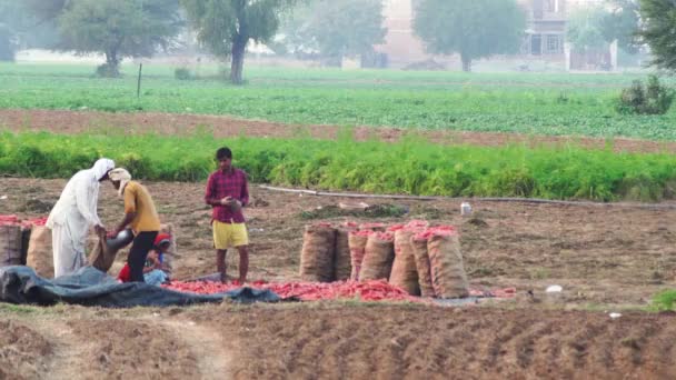 Foto bergerak lambat keluarga petani di ladang yang dipanen dengan tumpukan wortel yang dikumpulkan di atas tikar, mengisi dan mengemasnya ke dalam tas yang siap dijual di pasar sayuran India — Stok Video