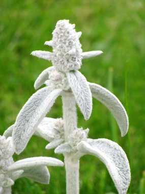 stachys byzantina, kuzu kulağı