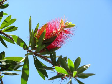 bottlebrush çiçek