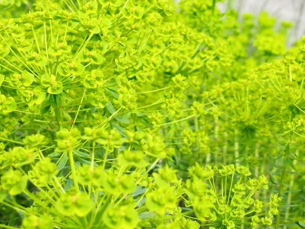 Purga verde floreciente en primavera — Foto de Stock