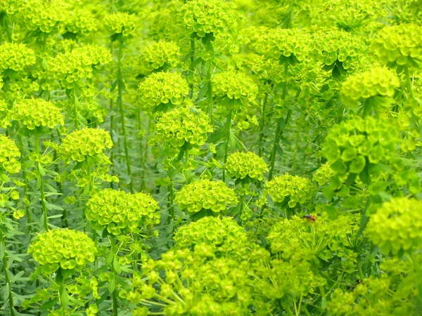 Purga verde floreciente en primavera — Foto de Stock