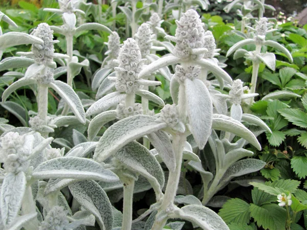 Stachys byzantina, lamb's ear Stock Picture
