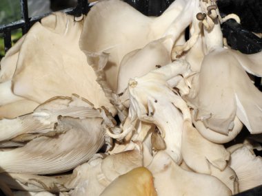 istiridye mantar arka plan