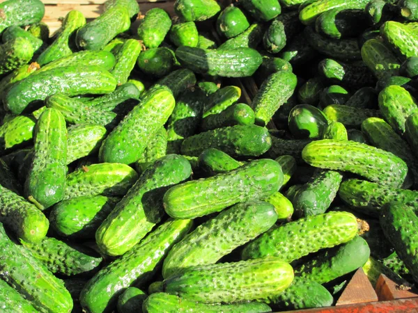 Cucumber — Stock Photo, Image