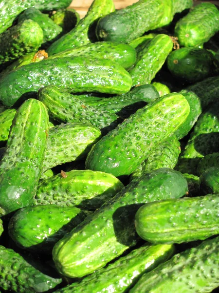 Cucumber — Stock Photo, Image