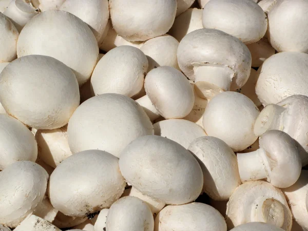 Champignon Stock Image