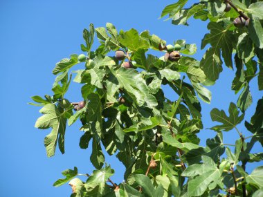 İncir ağacının dalında incir