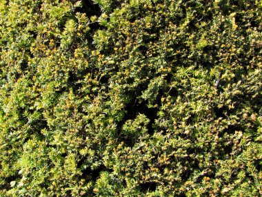 Yeşil yaprak dokusu