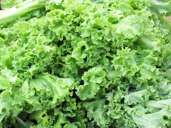 Свіжої зелені салату — стокове фото