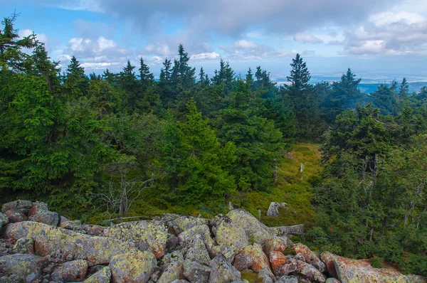 Green old forest with clear sky background. — Stock Photo, Image