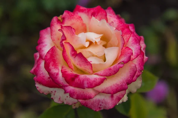 Nahaufnahme rosa Rose in einem Garten. — Stockfoto