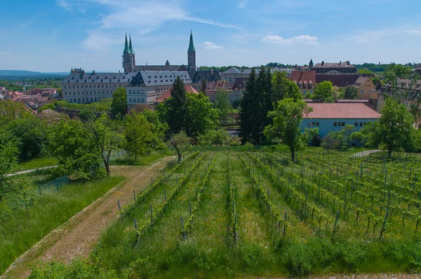 Viñedo en primavera, Bamberg — Foto de Stock