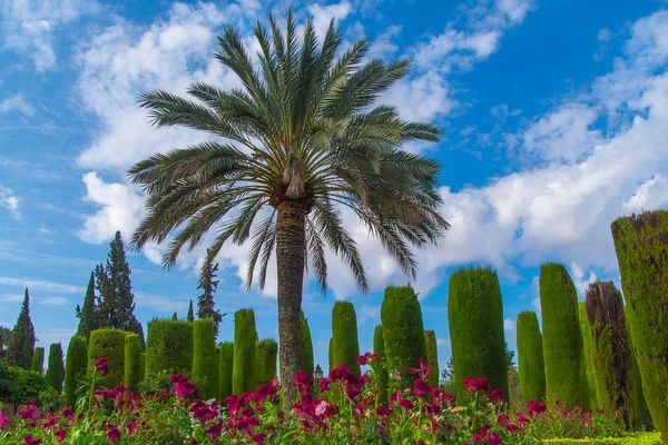 Palm i trädgården, Cordoba. Stockfoto