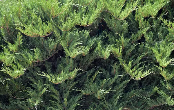 Tasarımcılar ve mimarlar için yüksek kaliteli çimen dokusu