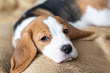 Evde köpek yavrusu var.