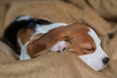 Evde köpek yavrusu var.