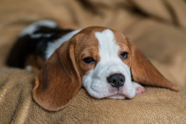 Ute Beagle Puppy Thuis — Stockfoto