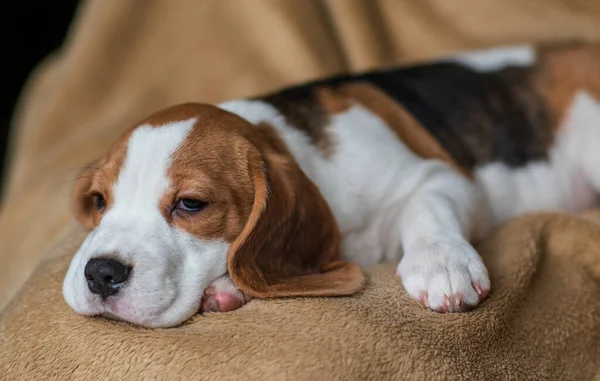 Ute Beagle Puppy Thuis — Stockfoto