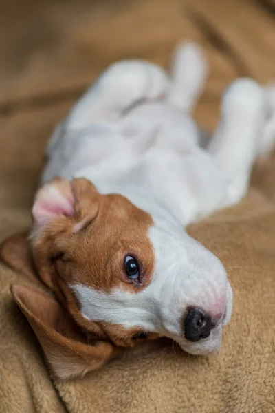 Ute Beagle Puppy Thuis — Stockfoto