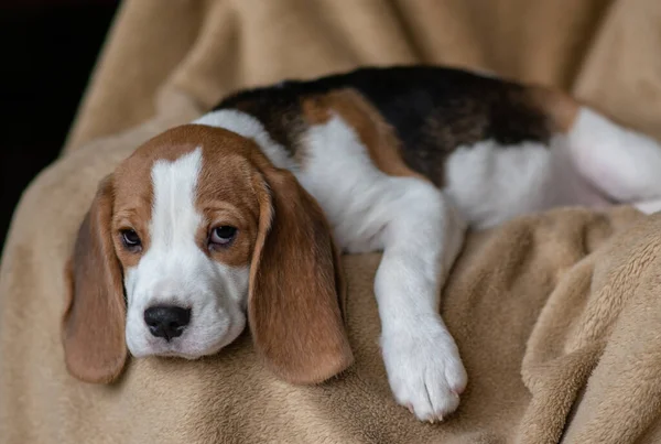 Ute Beagle Puppy Thuis — Stockfoto