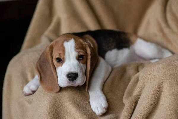 Ute Beagle Puppy Thuis — Stockfoto