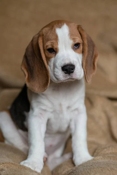 Ute Beagle Puppy Thuis — Stockfoto